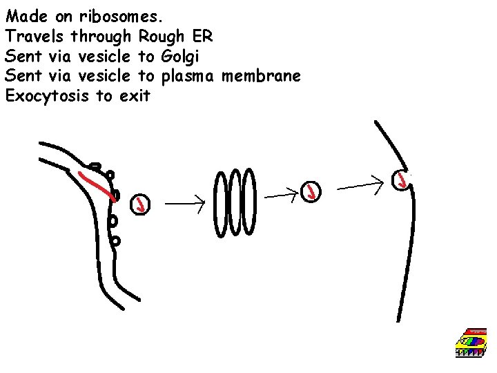 Made on ribosomes. Travels through Rough ER Sent via vesicle to Golgi Sent via