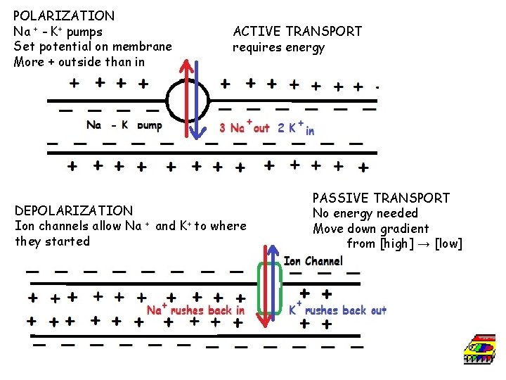 POLARIZATION Na + - K+ pumps Set potential on membrane More + outside than