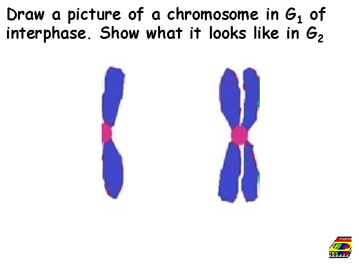 Draw a picture of a chromosome in G 1 of interphase. Show what it