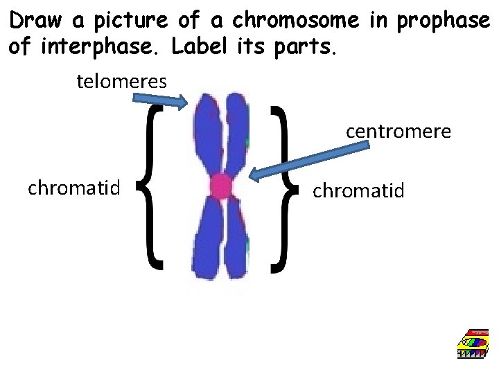 Draw a picture of a chromosome in prophase of interphase. Label its parts. telomeres