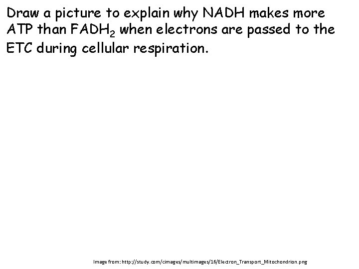 Draw a picture to explain why NADH makes more ATP than FADH 2 when