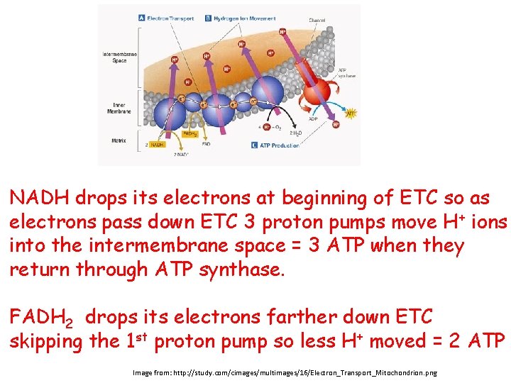 NADH drops its electrons at beginning of ETC so as electrons pass down ETC