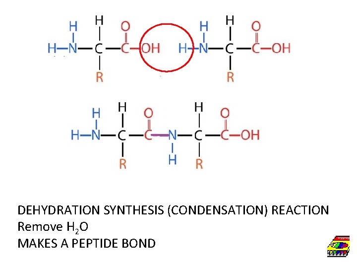 DEHYDRATION SYNTHESIS (CONDENSATION) REACTION Remove H 2 O MAKES A PEPTIDE BOND 