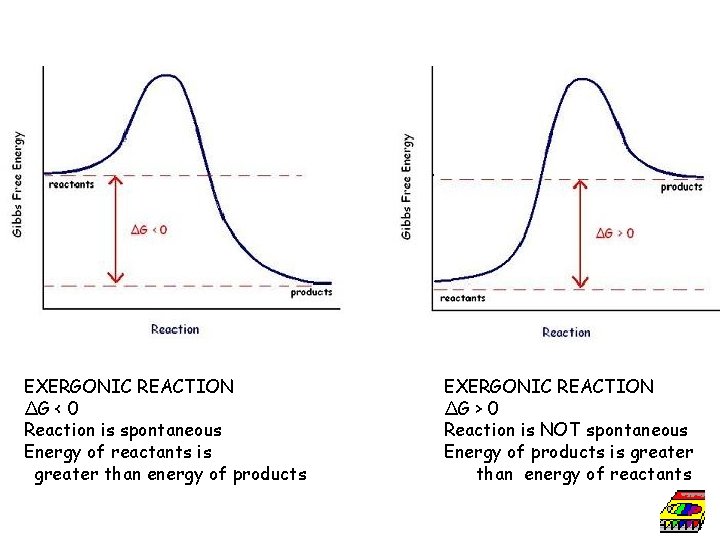 EXERGONIC REACTION ∆G < 0 Reaction is spontaneous Energy of reactants is greater than