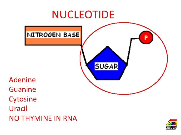 NUCLEOTIDE Adenine Guanine Cytosine Uracil NO THYMINE IN RNA 