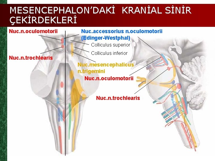 MESENCEPHALON’DAKİ KRANİAL SİNİR ÇEKİRDEKLERİ Nuc. n. oculomotorii Nuc. accessorius n. oculomotorii (Edinger-Westphal) Colliculus superior