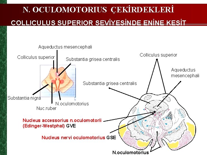 N. OCULOMOTORIUS ÇEKİRDEKLERİ COLLICULUS SUPERIOR SEVİYESİNDE ENİNE KESİT Aqueductus mesencephali Colliculus superior Substantia grisea