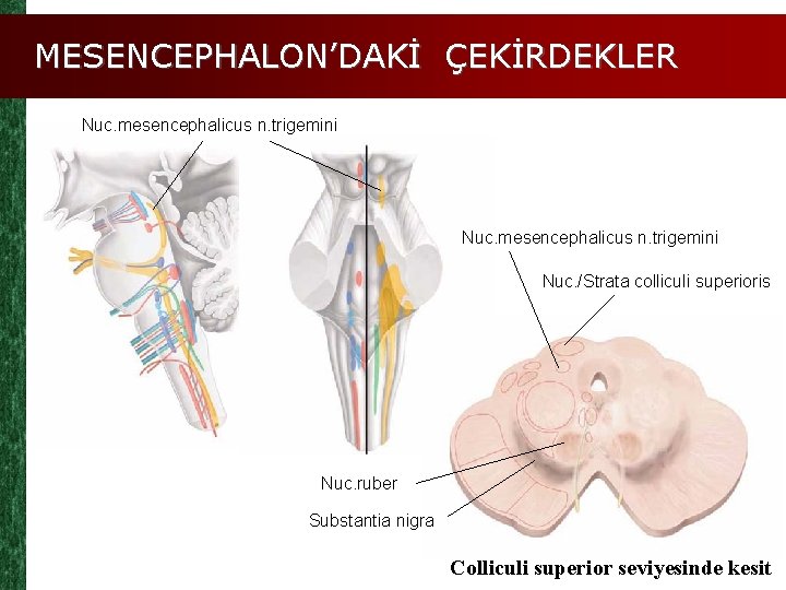 MESENCEPHALON’DAKİ ÇEKİRDEKLER Nuc. mesencephalicus n. trigemini Nuc. /Strata colliculi superioris Nuc. ruber Substantia nigra