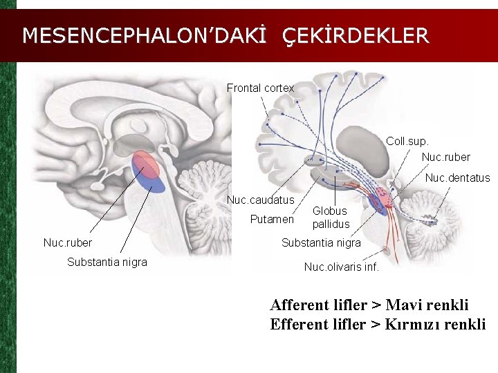 MESENCEPHALON’DAKİ ÇEKİRDEKLER Frontal cortex Coll. sup. Nuc. ruber Nuc. dentatus Nuc. caudatus Putamen Nuc.