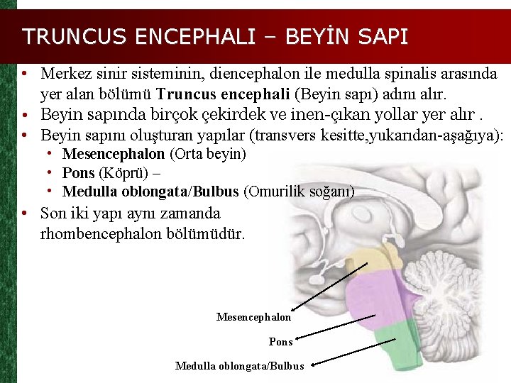 TRUNCUS ENCEPHALI – BEYİN SAPI • Merkez sinir sisteminin, diencephalon ile medulla spinalis arasında