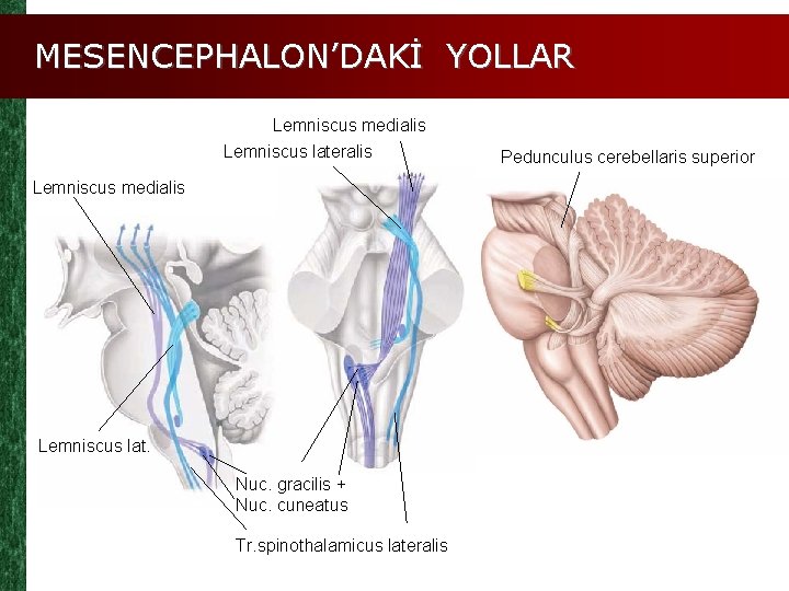 MESENCEPHALON’DAKİ YOLLAR Lemniscus medialis Lemniscus lateralis Lemniscus medialis Lemniscus lat. Nuc. gracilis + Nuc.