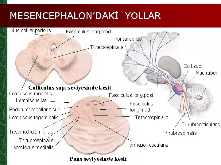 MESENCEPHALON’DAKİ YOLLAR Nuc. coll. superioris Fasciculus long. med. Frontal cortex Tr. tectospinalis Coll. sup.