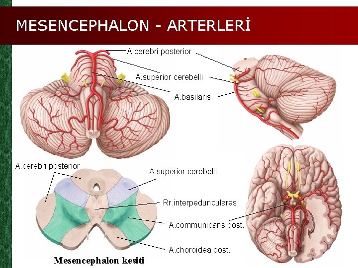 MESENCEPHALON - ARTERLERİ A. cerebri posterior A. superior cerebelli A. basilaris A. cerebri posterior