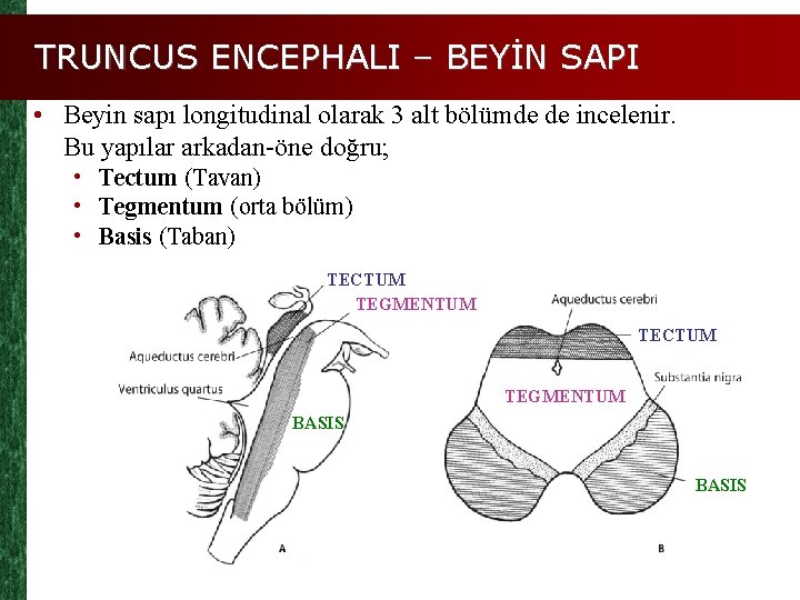TRUNCUS ENCEPHALI – BEYİN SAPI • Beyin sapı longitudinal olarak 3 alt bölümde de