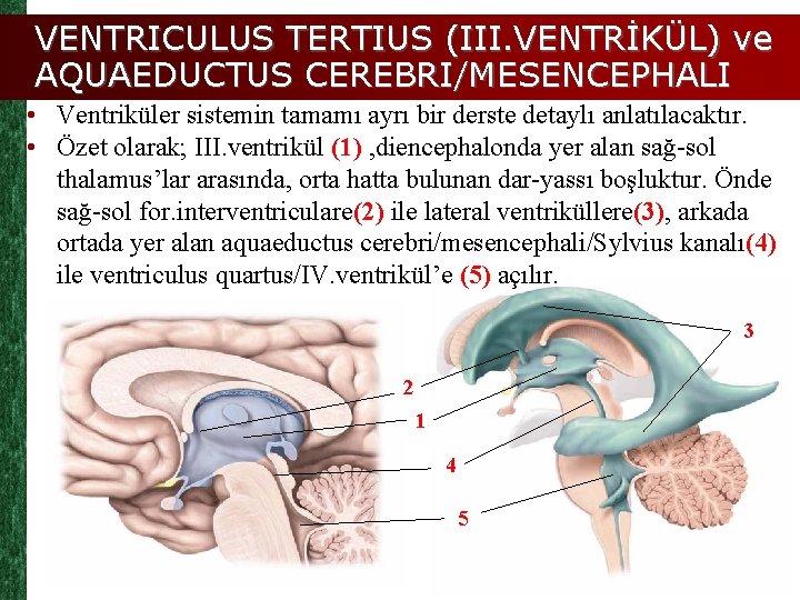 VENTRICULUS TERTIUS (III. VENTRİKÜL) ve AQUAEDUCTUS CEREBRI/MESENCEPHALI • Ventriküler sistemin tamamı ayrı bir derste