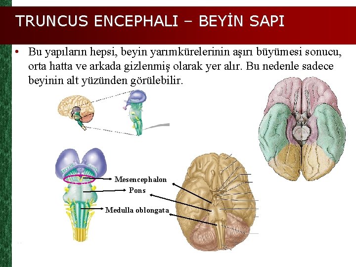 TRUNCUS ENCEPHALI – BEYİN SAPI • Bu yapıların hepsi, beyin yarımkürelerinin aşırı büyümesi sonucu,