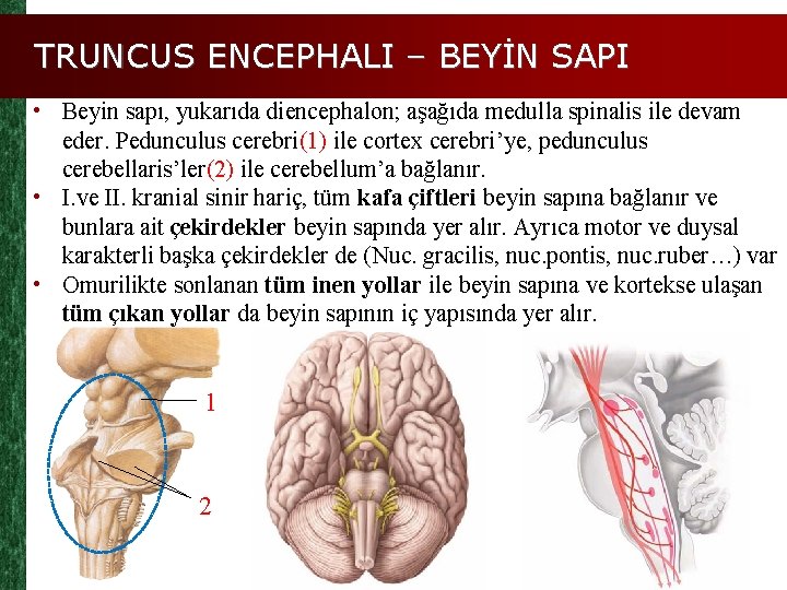 TRUNCUS ENCEPHALI – BEYİN SAPI • Beyin sapı, yukarıda diencephalon; aşağıda medulla spinalis ile
