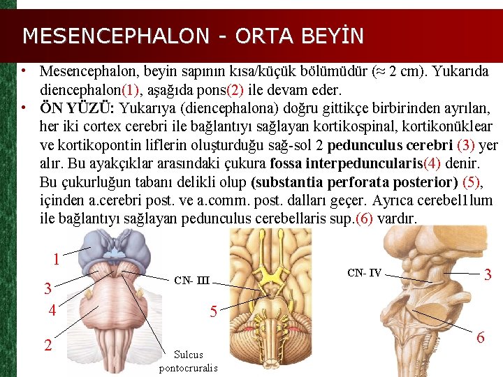 MESENCEPHALON - ORTA BEYİN • Mesencephalon, beyin sapının kısa/küçük bölümüdür (≈ 2 cm). Yukarıda