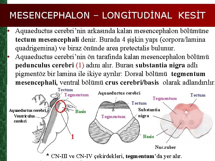 MESENCEPHALON – LONGİTUDİNAL KESİT • Aquaeductus cerebri’nin arkasında kalan mesencephalon bölümüne tectum mesencephali denir.