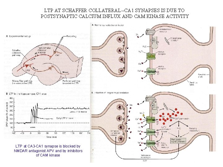 LTP AT SCHAFFER COLLATERAL--CA 1 SYNAPSES IS DUE TO POSTSYNAPTIC CALCIUM INFLUX AND CAM