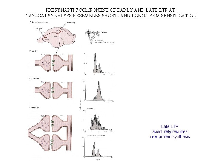 PRESYNAPTIC COMPONENT OF EARLY AND LATE LTP AT CA 3 --CA 1 SYNAPSES RESEMBLES