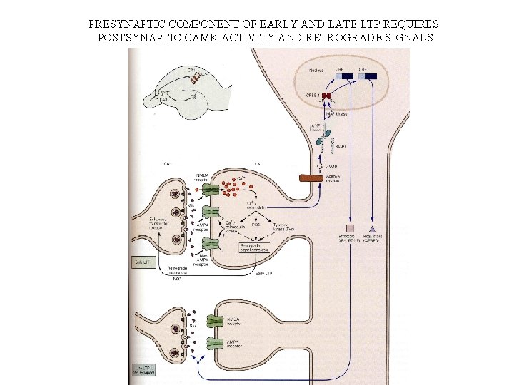 PRESYNAPTIC COMPONENT OF EARLY AND LATE LTP REQUIRES POSTSYNAPTIC CAMK ACTIVITY AND RETROGRADE SIGNALS