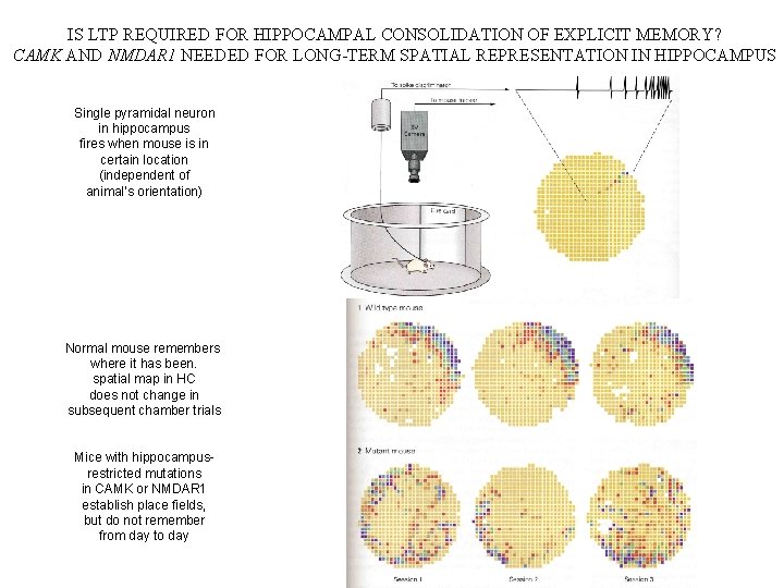 IS LTP REQUIRED FOR HIPPOCAMPAL CONSOLIDATION OF EXPLICIT MEMORY? CAMK AND NMDAR 1 NEEDED