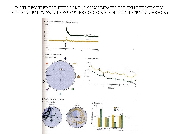 IS LTP REQUIRED FOR HIPPOCAMPAL CONSOLIDATION OF EXPLICIT MEMORY? HIPPOCAMPAL CAMK AND NMDAR 1