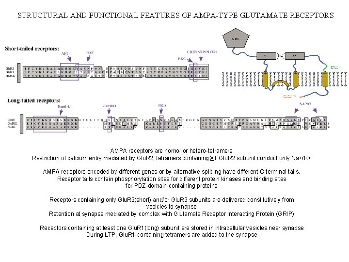 STRUCTURAL AND FUNCTIONAL FEATURES OF AMPA-TYPE GLUTAMATE RECEPTORS AMPA receptors are homo- or hetero-tetramers