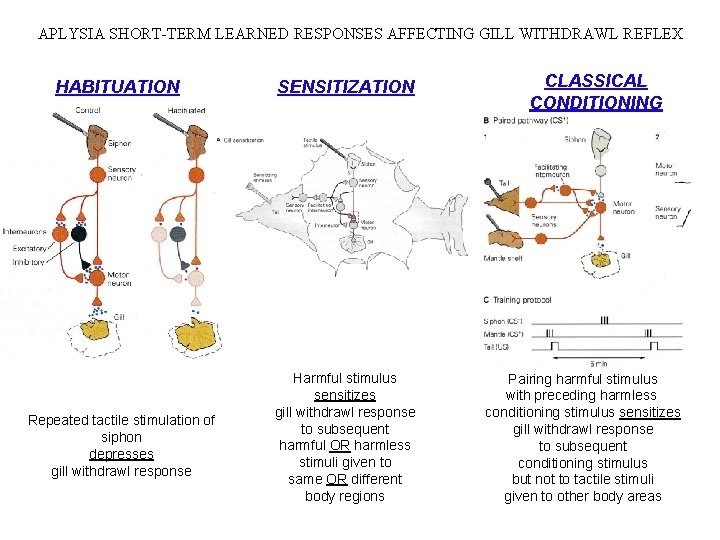 APLYSIA SHORT-TERM LEARNED RESPONSES AFFECTING GILL WITHDRAWL REFLEX HABITUATION Repeated tactile stimulation of siphon