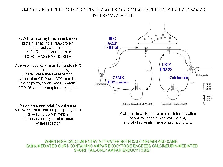 NMDAR-INDUCED CAMK ACTIVITY ACTS ON AMPA RECEPTORS IN TWO WAYS TO PROMOTE LTP CAMK