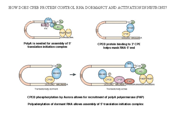 HOW DOES CPEB PROTEIN CONTROL RNA DORMANCY AND ACTIVATION IN NEURONS? Poly. A is