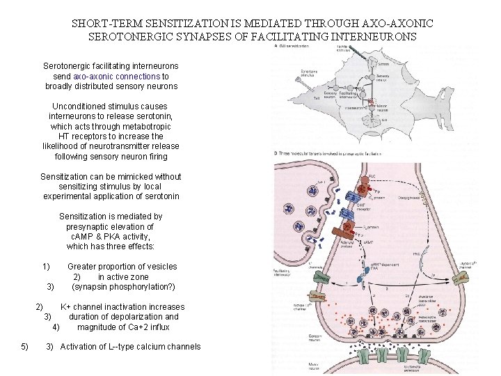 SHORT-TERM SENSITIZATION IS MEDIATED THROUGH AXO-AXONIC SEROTONERGIC SYNAPSES OF FACILITATING INTERNEURONS Serotonergic facilitating interneurons