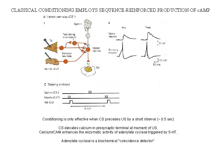 CLASSICAL CONDITIONING EMPLOYS SEQUENCE-REINFORCED PRODUCTION OF c. AMP Conditioning is only effective when CS