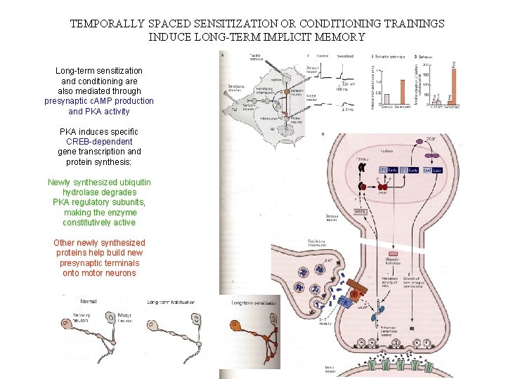 TEMPORALLY SPACED SENSITIZATION OR CONDITIONING TRAININGS INDUCE LONG-TERM IMPLICIT MEMORY Long-term sensitization and conditioning