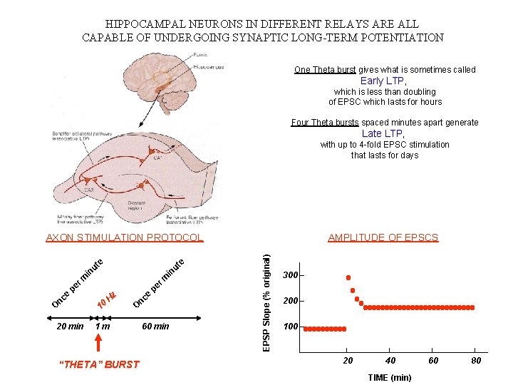 HIPPOCAMPAL NEURONS IN DIFFERENT RELAYS ARE ALL CAPABLE OF UNDERGOING SYNAPTIC LONG-TERM POTENTIATION One