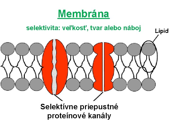 Membrána selektivita: veľkosť, tvar alebo náboj Selektívne priepustné proteínové kanály 