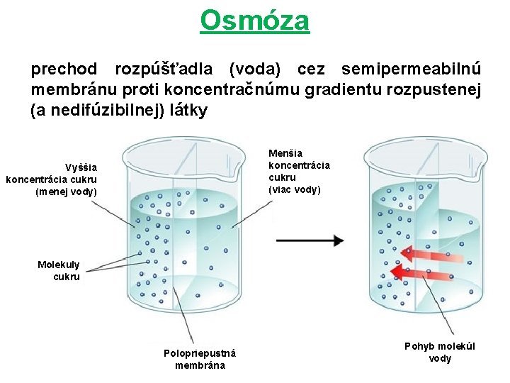 Osmóza prechod rozpúšťadla (voda) cez semipermeabilnú membránu proti koncentračnúmu gradientu rozpustenej (a nedifúzibilnej) látky