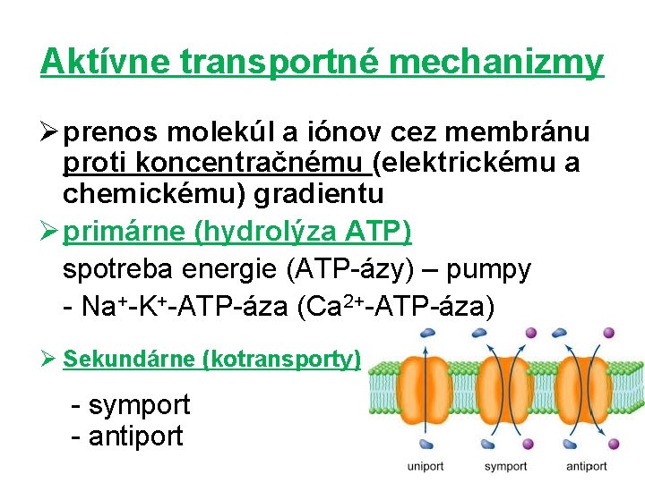 Aktívne transportné mechanizmy Ø prenos molekúl a iónov cez membránu proti koncentračnému (elektrickému a