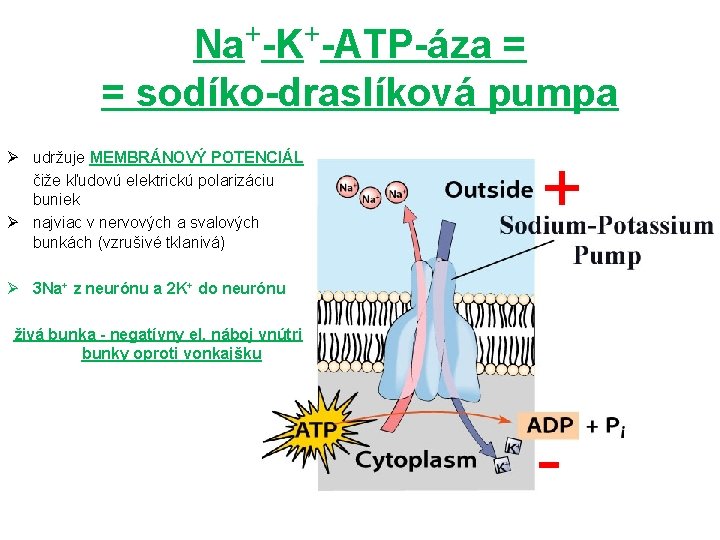 Na+-K+-ATP-áza = = sodíko-draslíková pumpa Ø udržuje MEMBRÁNOVÝ POTENCIÁL čiže kľudovú elektrickú polarizáciu buniek