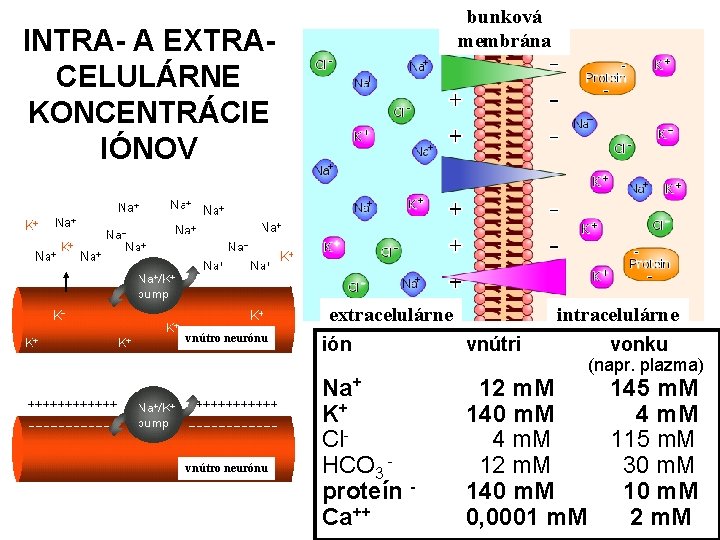 bunková membrána INTRA- A EXTRACELULÁRNE KONCENTRÁCIE IÓNOV vnútro neurónu extracelulárne ión vnútri Na+ K+