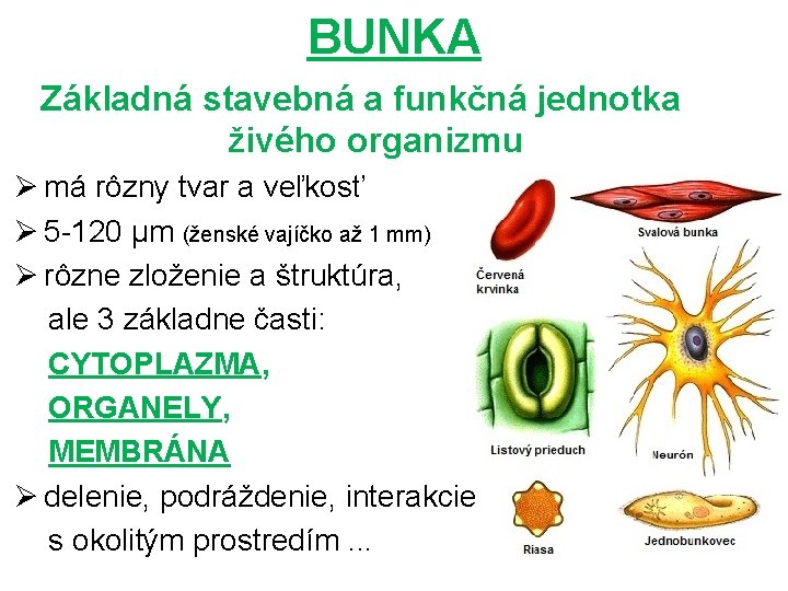 BUNKA Základná stavebná a funkčná jednotka živého organizmu Ø má rôzny tvar a veľkosť