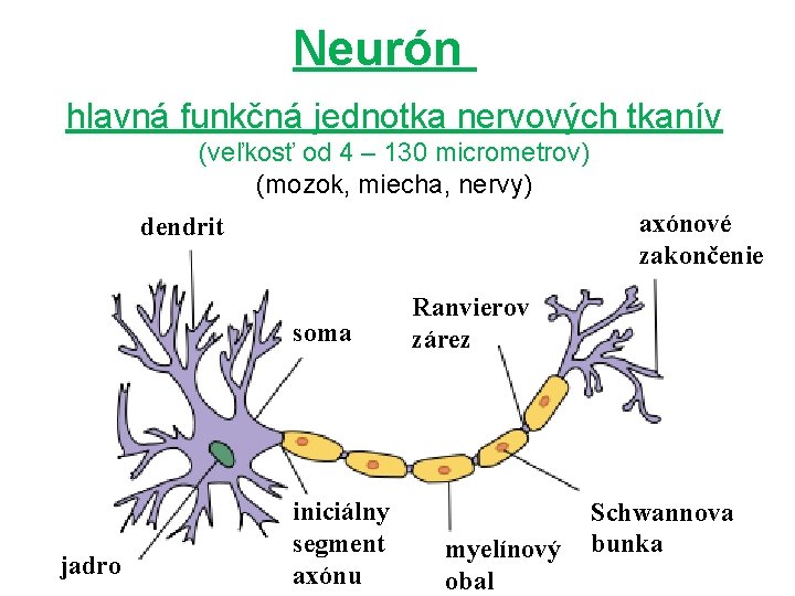 Neurón hlavná funkčná jednotka nervových tkanív (veľkosť od 4 – 130 micrometrov) (mozok, miecha,