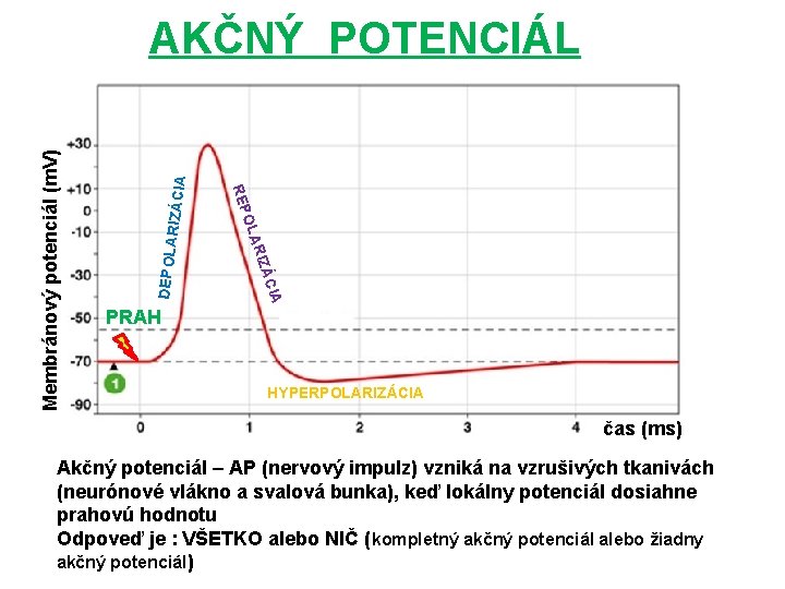 RIZÁCIA DEPOLA A ÁCI RIZ OLA REP Membránový potenciál (m. V) AKČNÝ POTENCIÁL PRAH