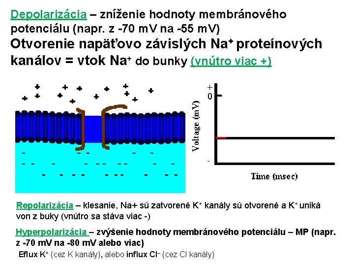 Depolarizácia – zníženie hodnoty membránového potenciálu (napr. z -70 m. V na -55 m.