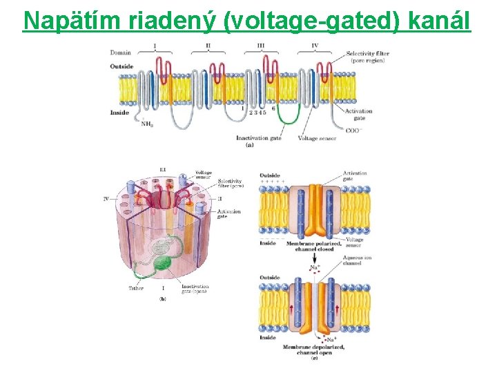 Napätím riadený (voltage-gated) kanál 