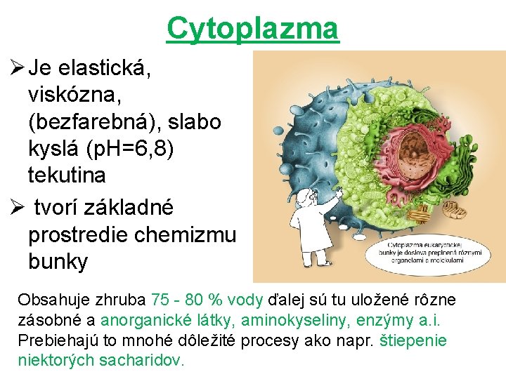 Cytoplazma Ø Je elastická, viskózna, (bezfarebná), slabo kyslá (p. H=6, 8) tekutina Ø tvorí