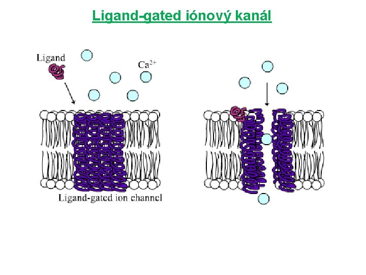 Ligand-gated iónový kanál 