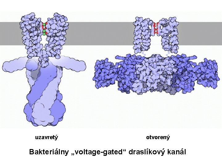  uzavretý otvorený Bakteriálny „voltage-gated“ draslíkový kanál 