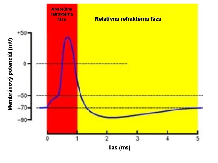 Relatívna refraktérna fáza Membránový potenciál (m. V) Absolútna refraktérna fáza čas (ms) 